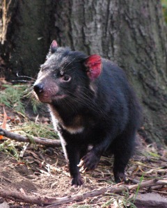 04.13.14 Tasmanian devil