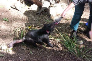 04.13.14 Tasmanian devil1
